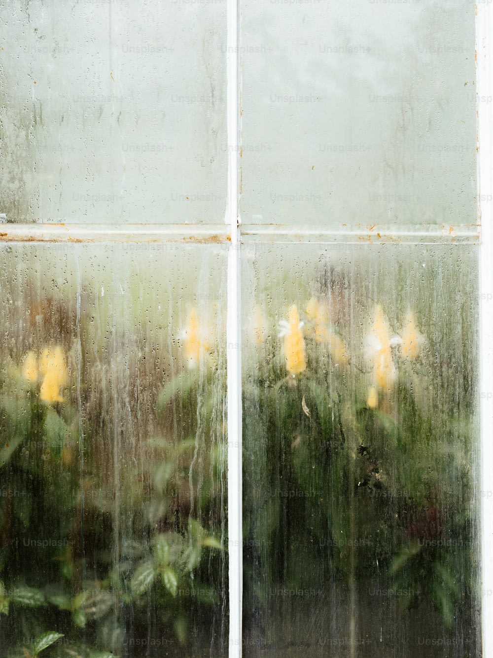 un gros plan d’une fenêtre avec des fleurs dedans