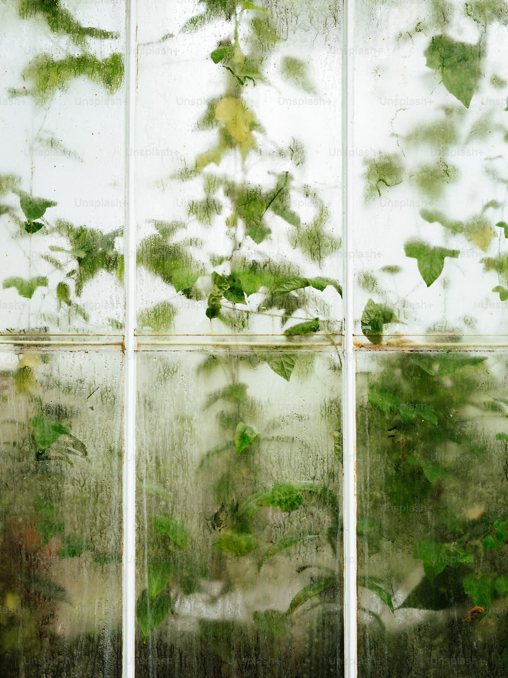 a window with a bunch of green plants growing out of it