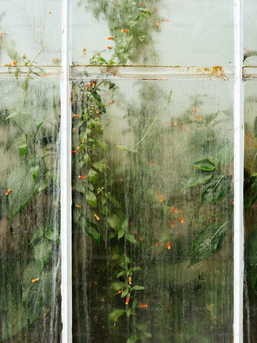 une fenêtre sur laquelle poussent des plantes