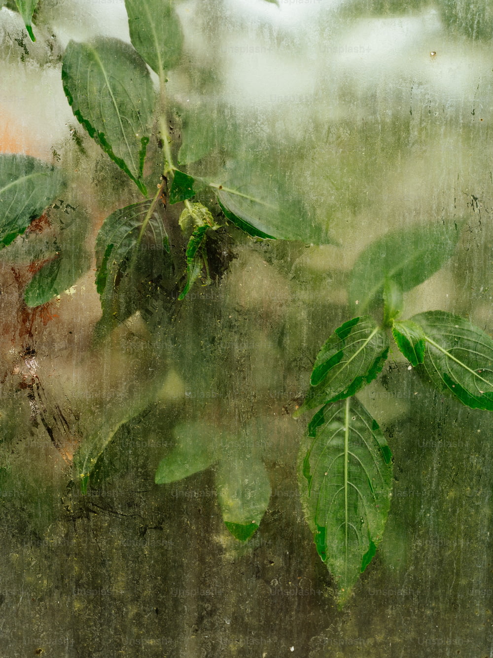 um close up de uma janela com folhas sobre ela