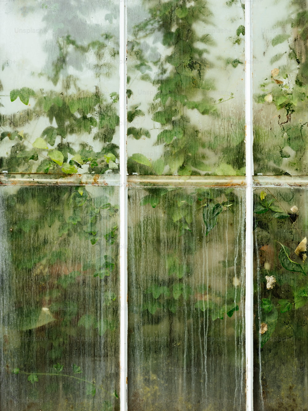 uma vista de uma floresta através de uma janela