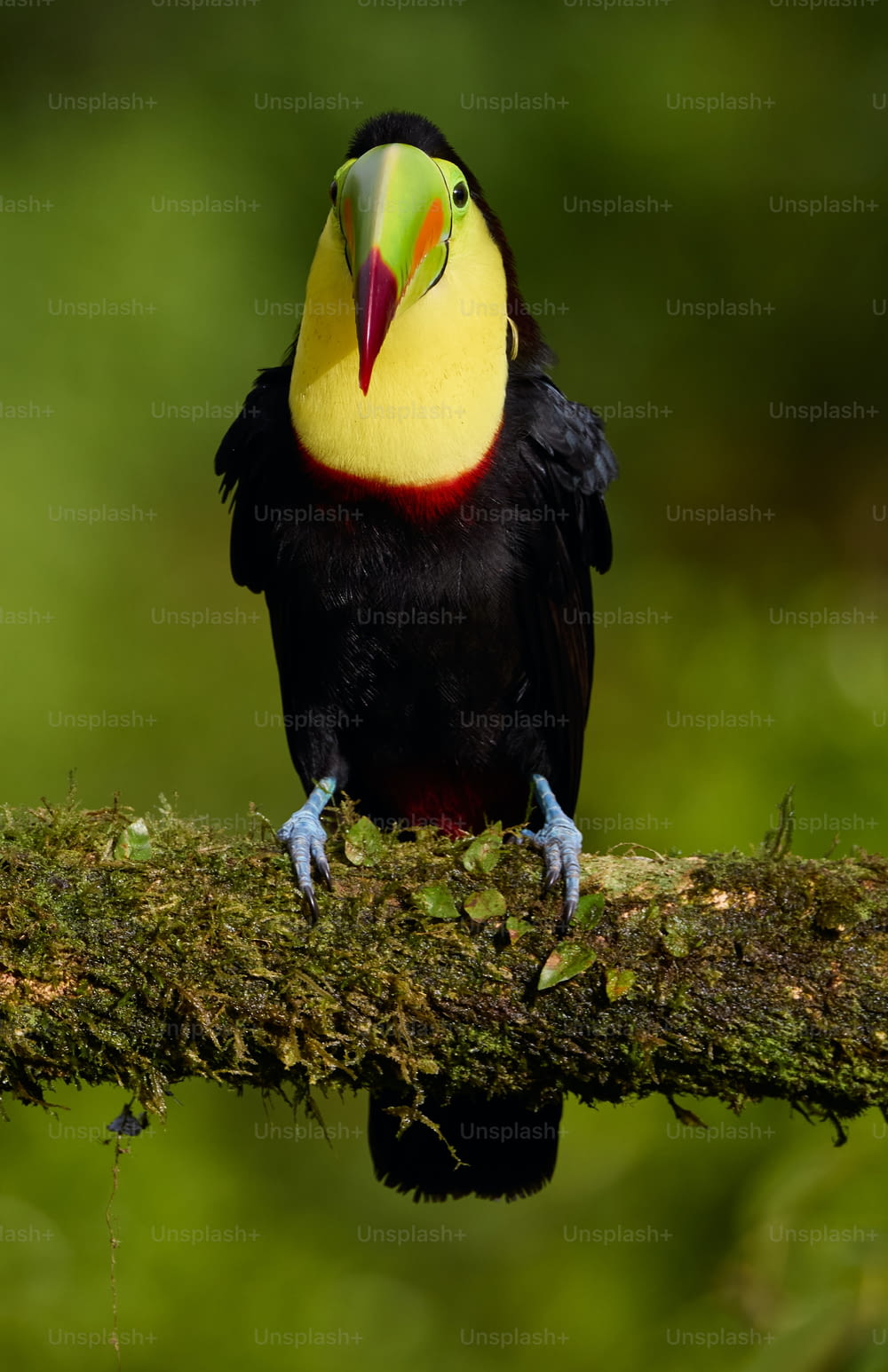 a colorful bird perched on a tree branch