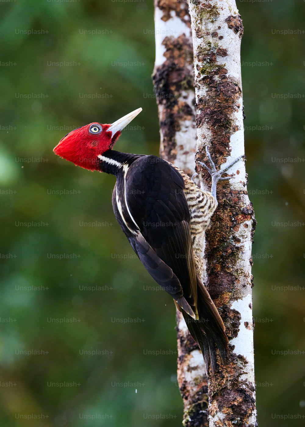 빨간색과 검은색 새가 나무 위에 서 있다