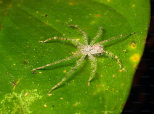 Un primer plano de una araña en una hoja verde