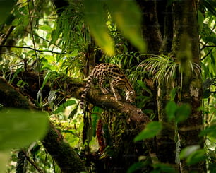 Un leopardo está trepando a un árbol en la selva