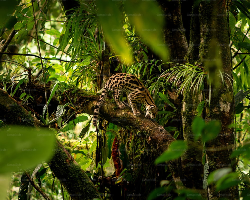 a leopard is climbing up a tree in the jungle