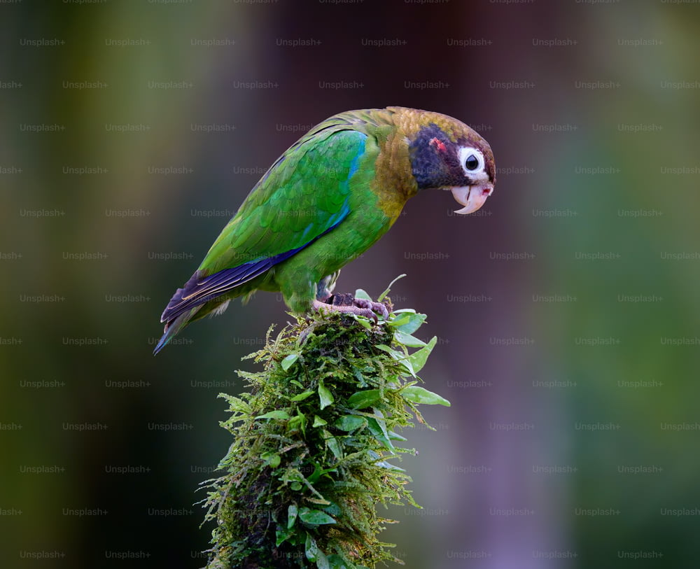 a colorful bird perched on top of a moss covered branch
