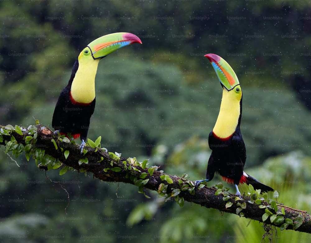 two toucans sitting on a branch in the rain