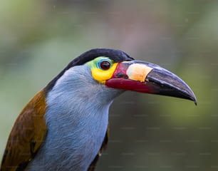 a close up of a bird with a colorful beak