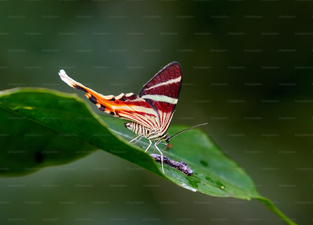 uma borboleta vermelha e branca sentada em uma folha verde