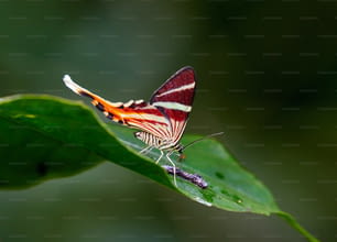 緑の葉の上に座っている赤と白の蝶