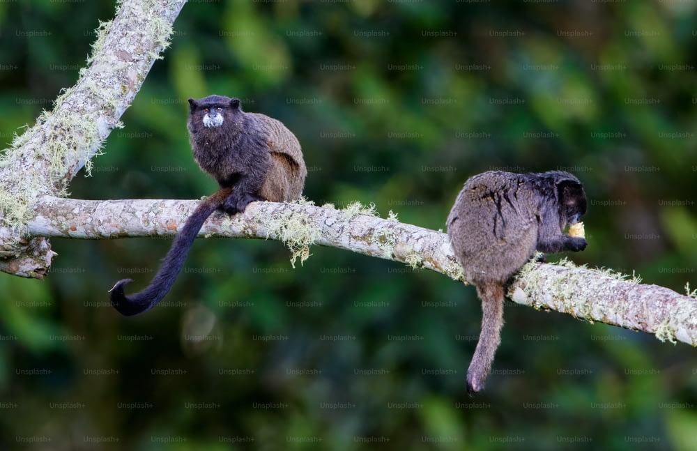 um casal de macacos sentados em cima de um galho de árvore