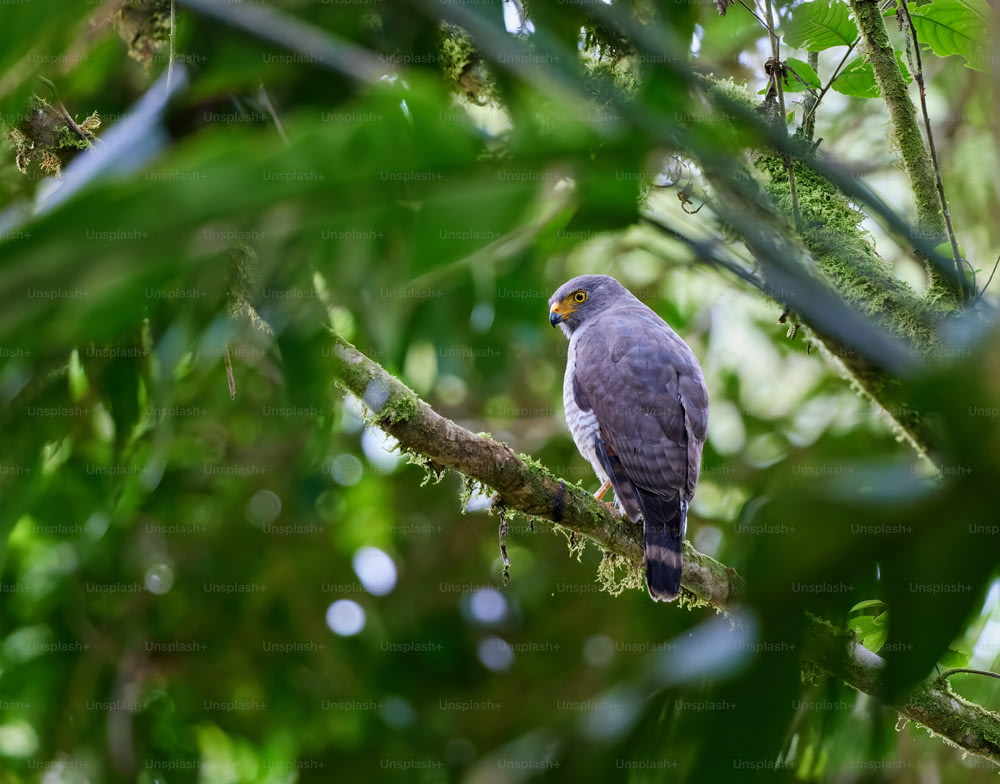 Un pájaro posado en una rama de un árbol