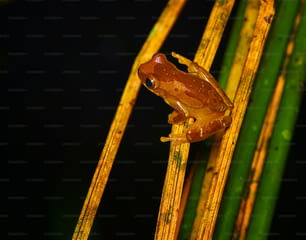 緑の植物の上に座っている茶色のカエル