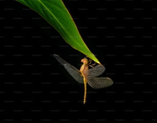 uma libélula sentada em cima de uma folha verde