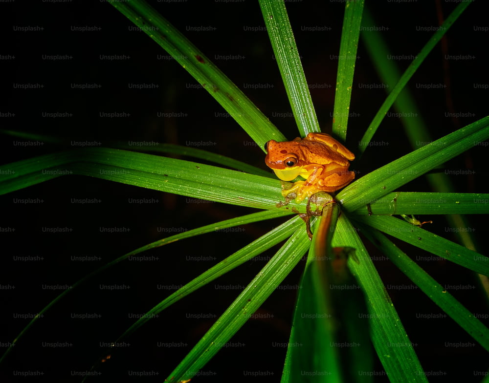 una rana seduta sopra una foglia verde