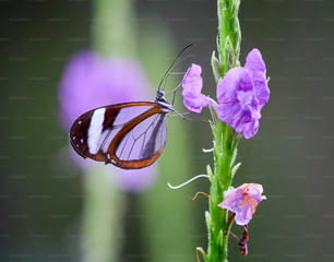 uma borboleta sentada em cima de uma flor roxa