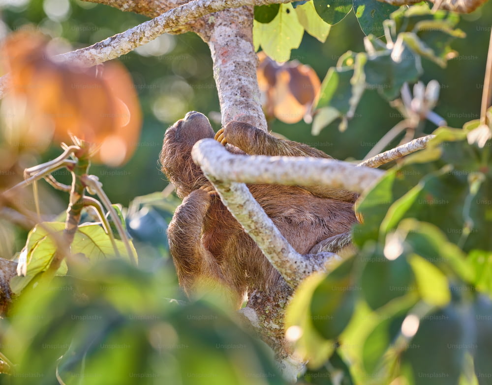 Un bradipo marrone e bianco appeso a un ramo d'albero