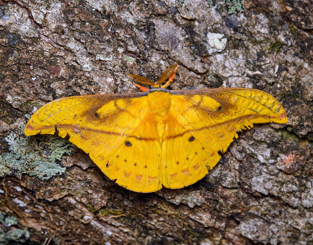 a yellow moth sitting on the bark of a tree