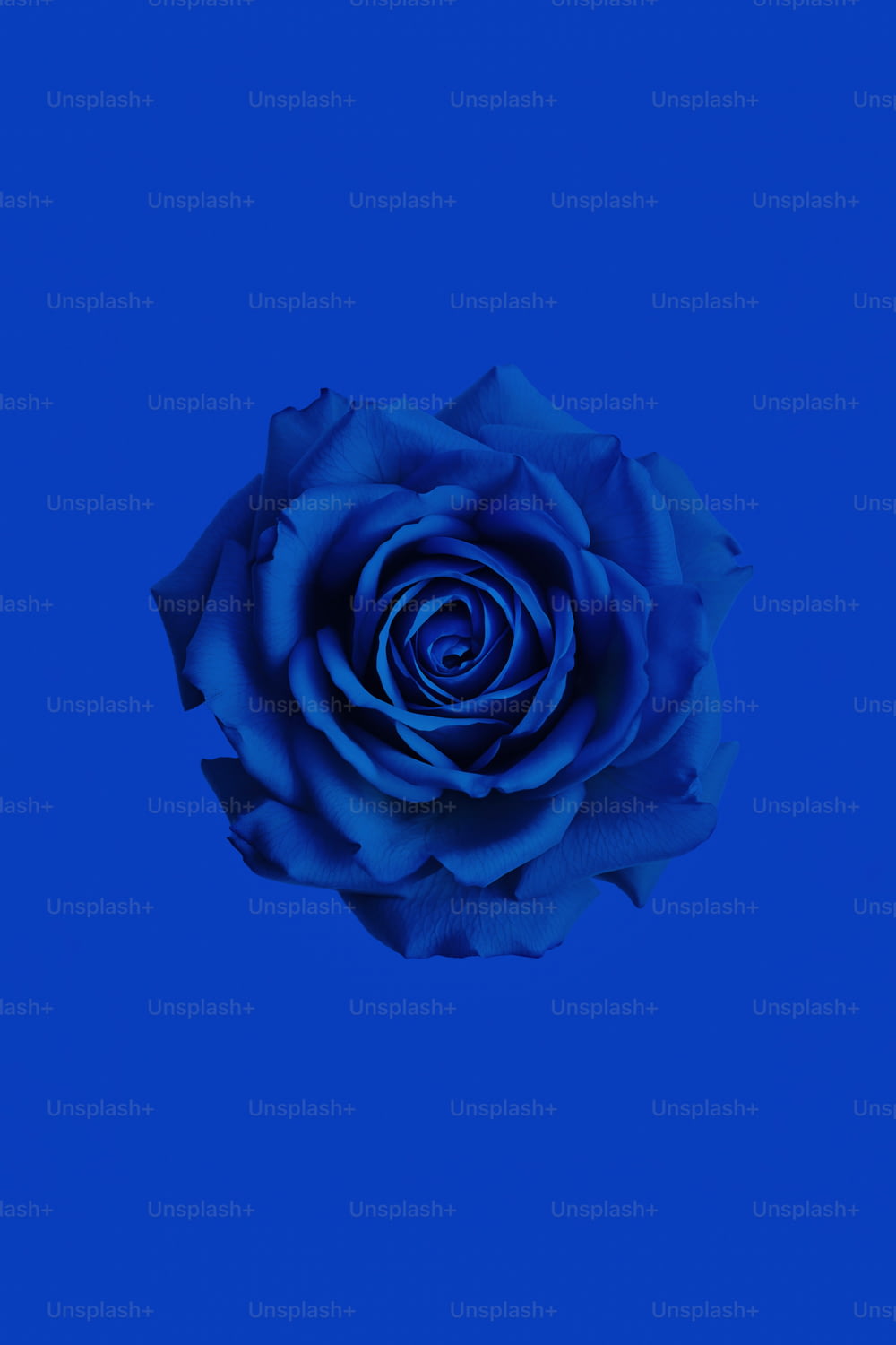 a blue rose is shown against a blue background
