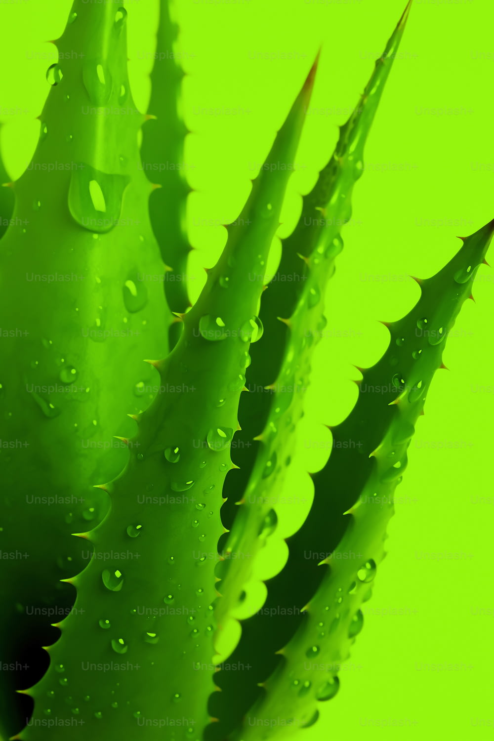 a green plant with drops of water on it