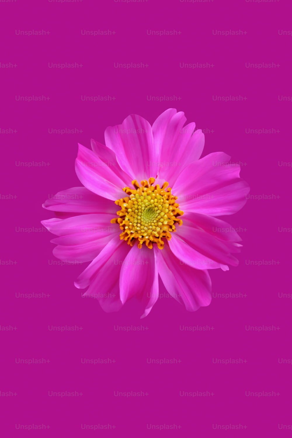 a pink flower with a yellow center on a pink background