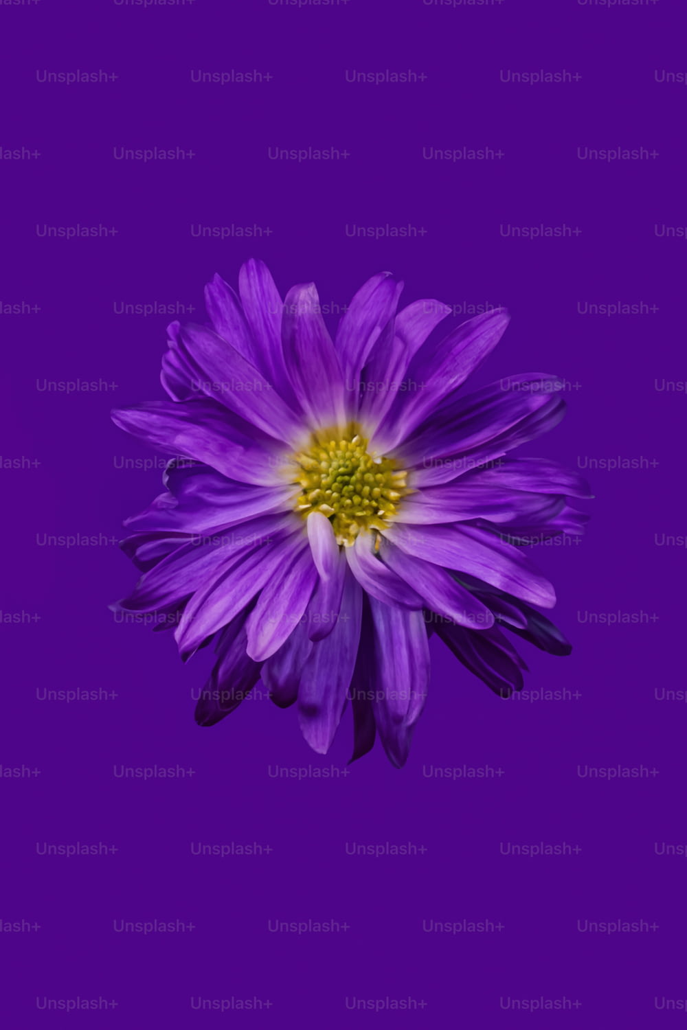 a purple flower with a yellow center on a purple background