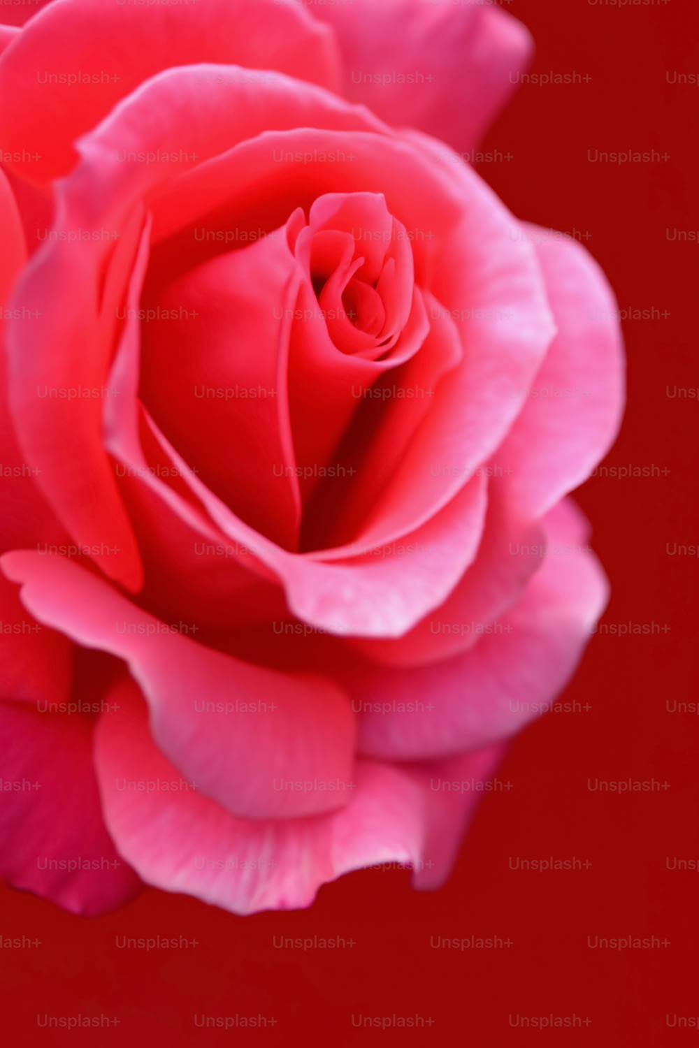 a close up of a pink rose on a red background