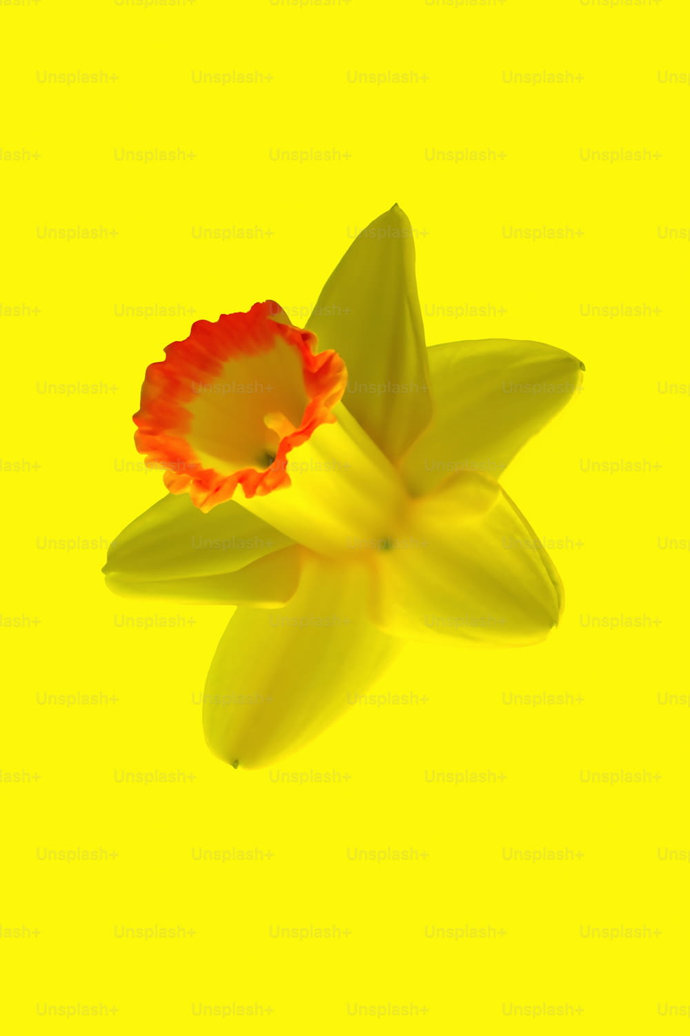 eine rote und gelbe Blume auf gelbem Hintergrund