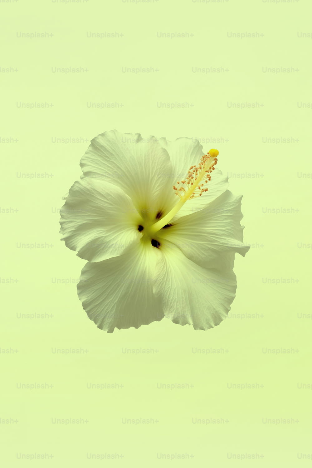Una flor blanca con un centro amarillo en el aire
