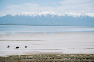 Un gruppo di animali in piedi sulla cima di un campo di erba secca