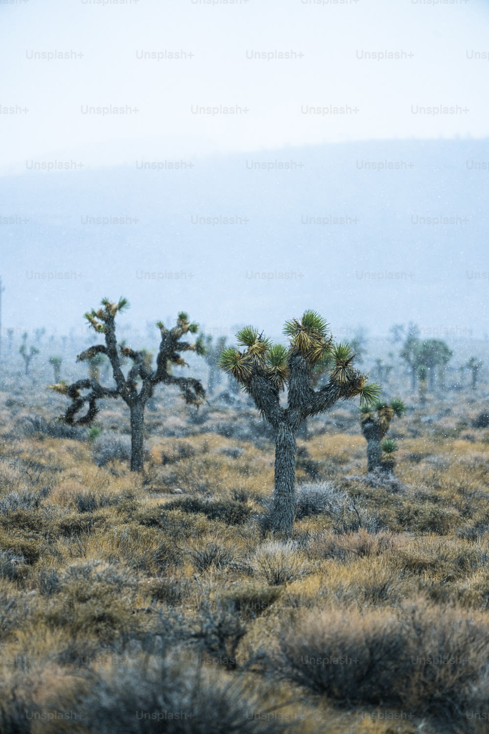 Un gruppo di alberi di Joshua nel deserto
