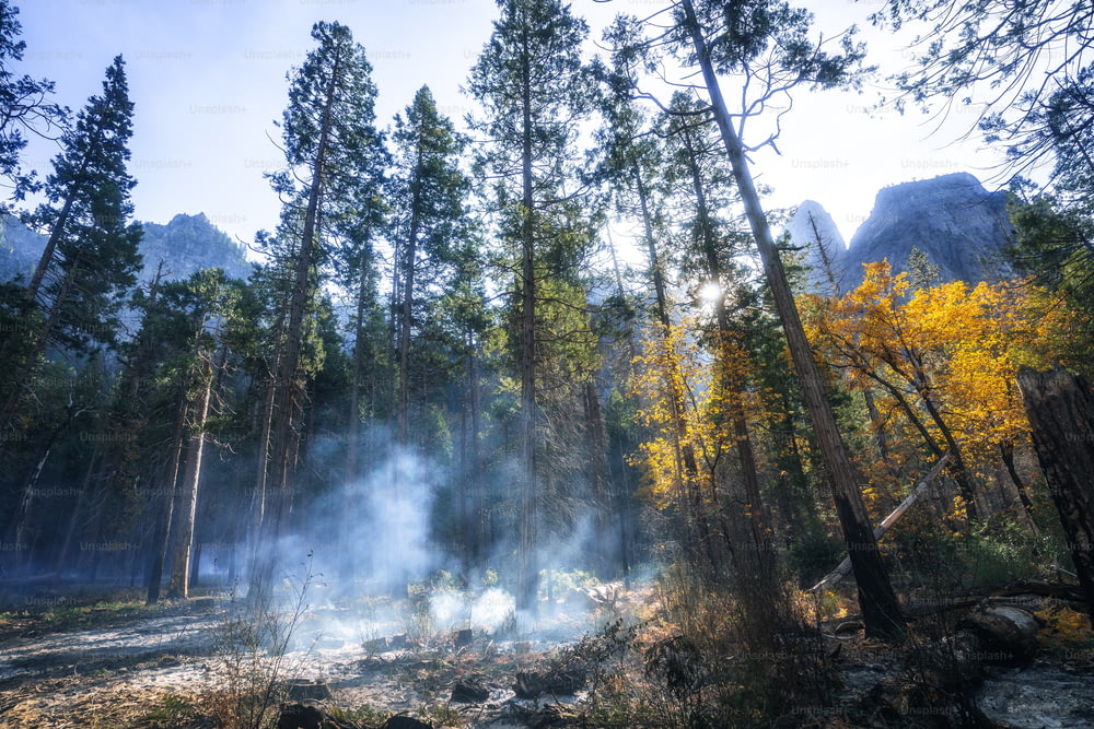 uma floresta cheia de muitas árvores cobertas de fumaça