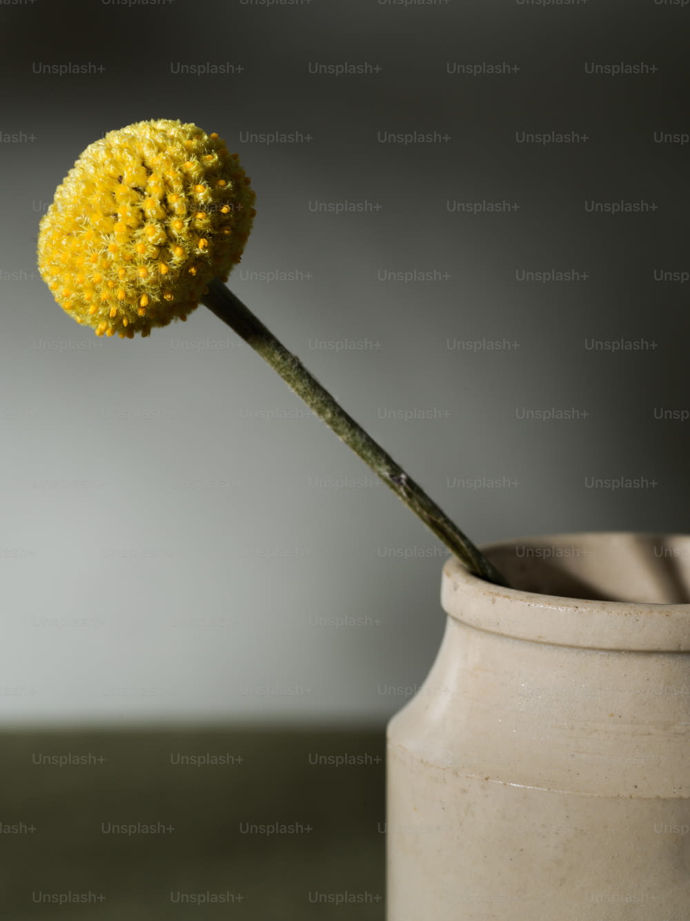 un fiore giallo che spunta da un vaso bianco