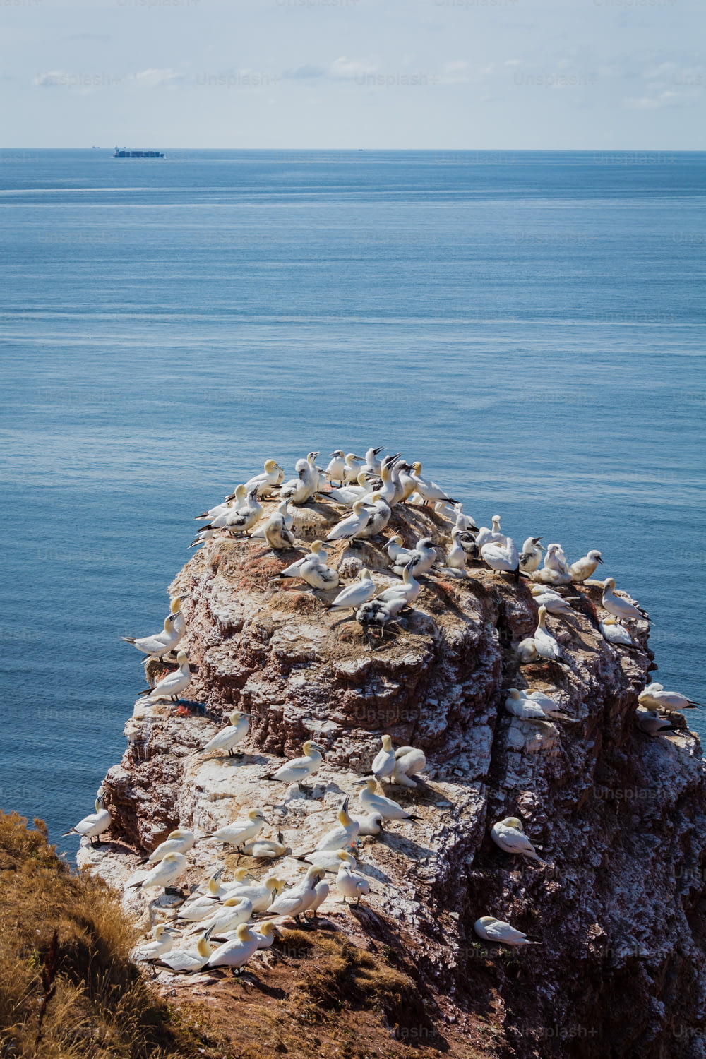 Un grande stormo di uccelli seduti sulla cima di una roccia