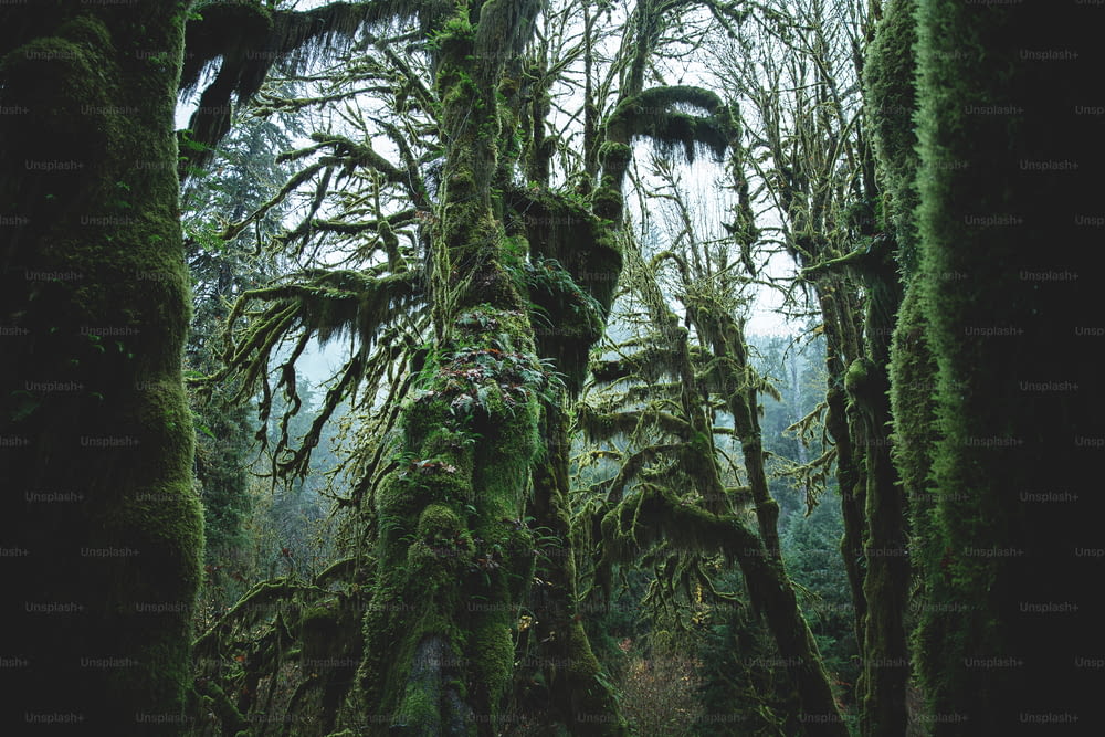 a group of trees covered in moss in a forest