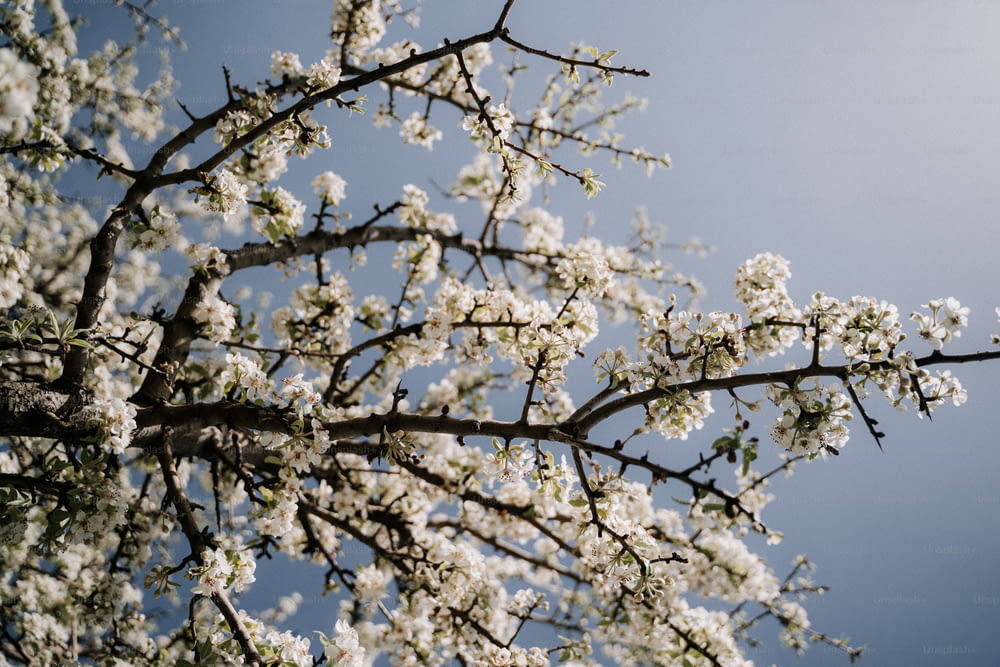 푸�른 하늘을 배경으로 하얀 꽃이 만발한 나뭇가지