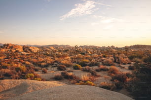 Un paysage désertique avec des rochers et des buissons