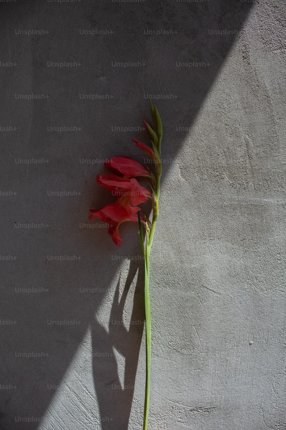 a single red flower sitting on top of a cement wall