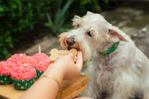 a person feeding a dog a piece of cake