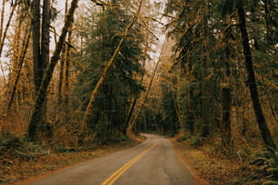 a road in the middle of a forest with tall trees