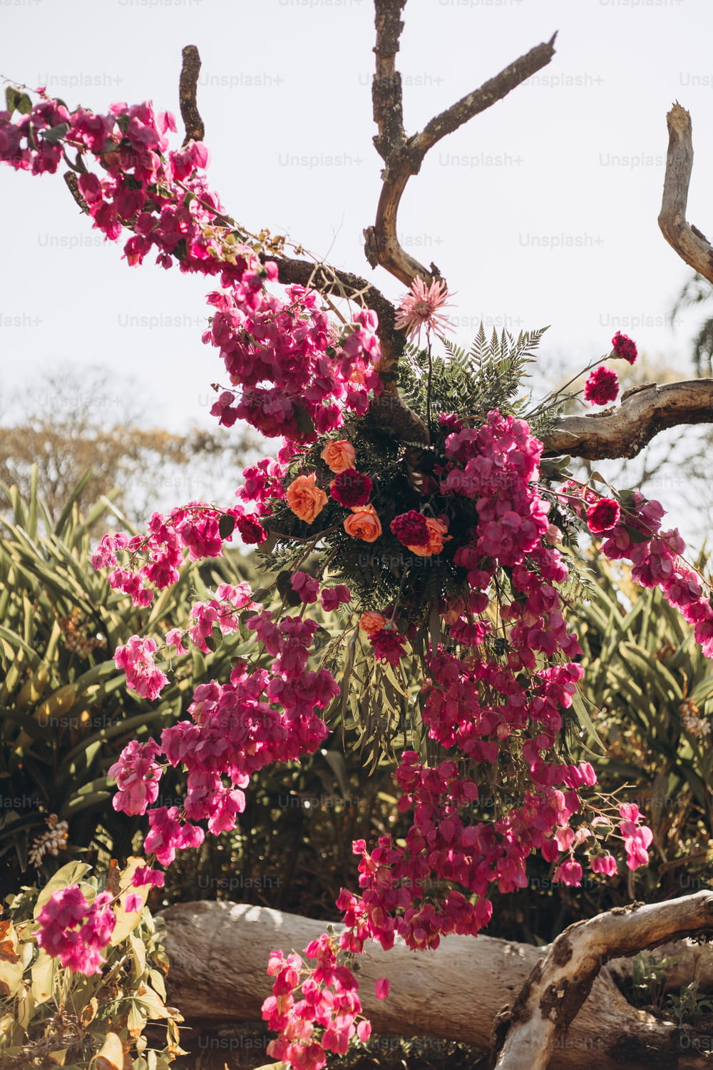 a bunch of pink flowers hanging from a tree