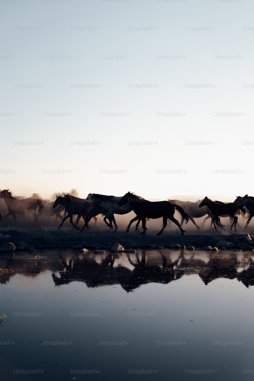 a herd of horses running across a body of water