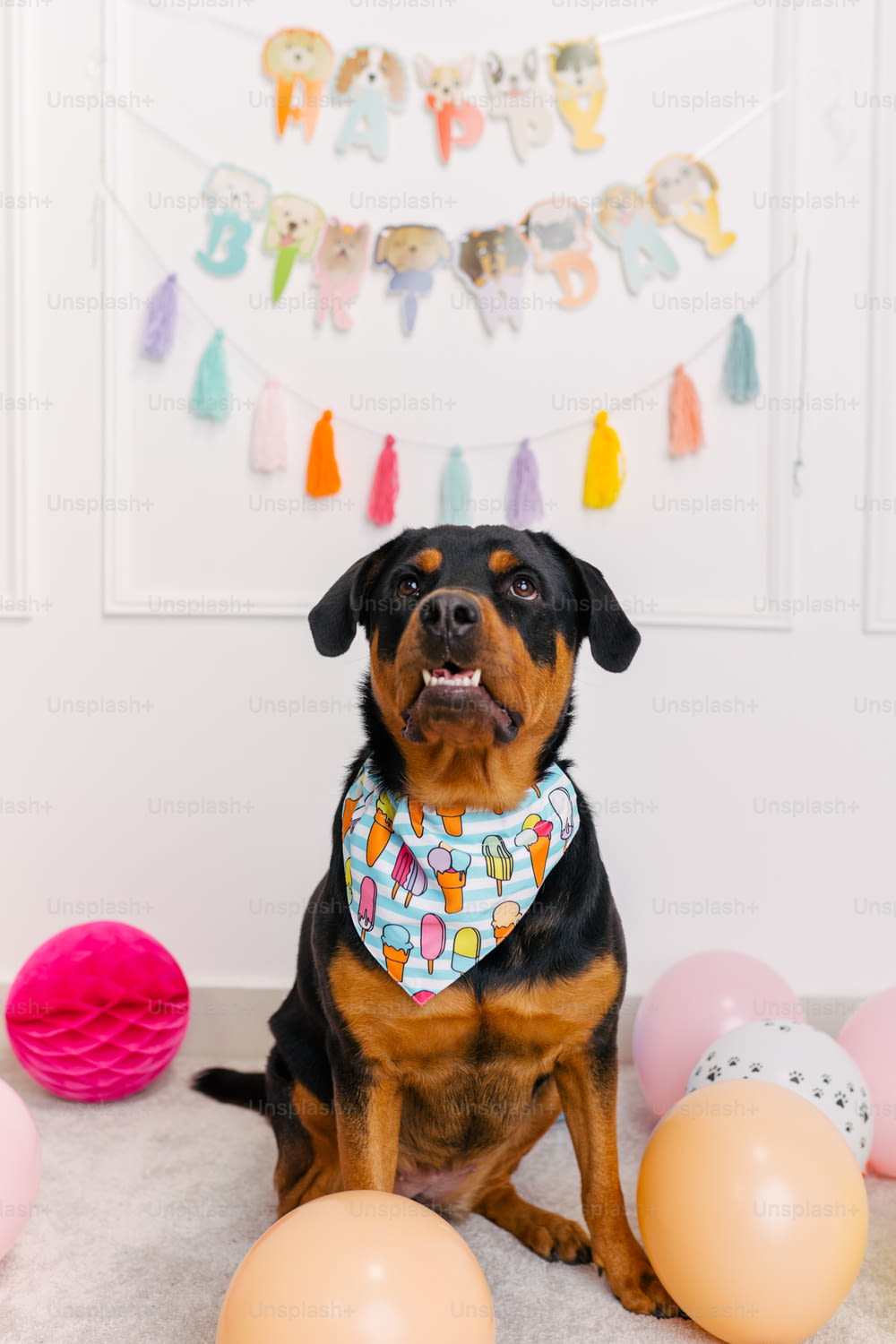a black and brown dog wearing a bib sitting in front of balloons