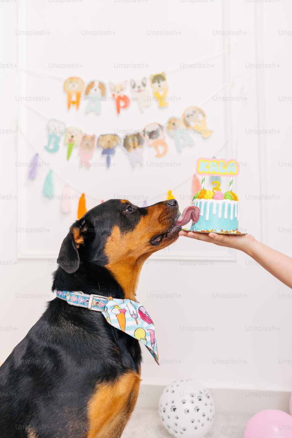 a person feeding a dog a birthday cake