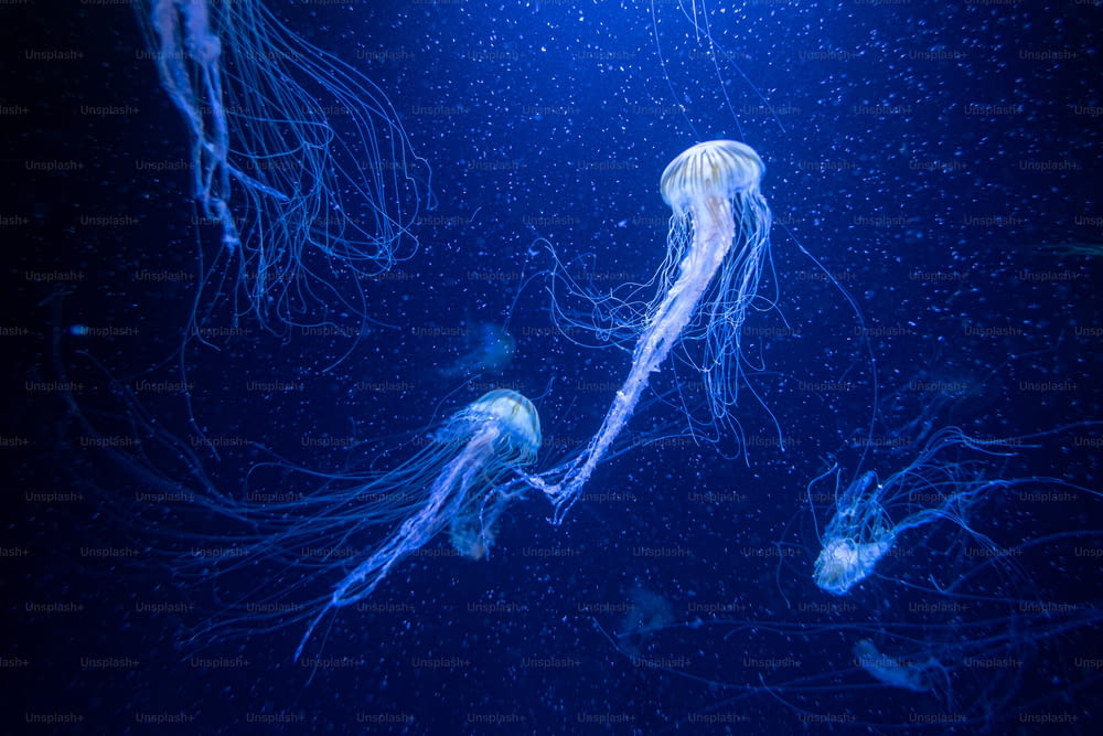 Un gruppo di meduse che nuotano nell'oceano