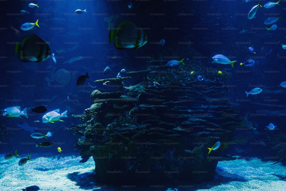 um grande aquário cheio de muitos peixes