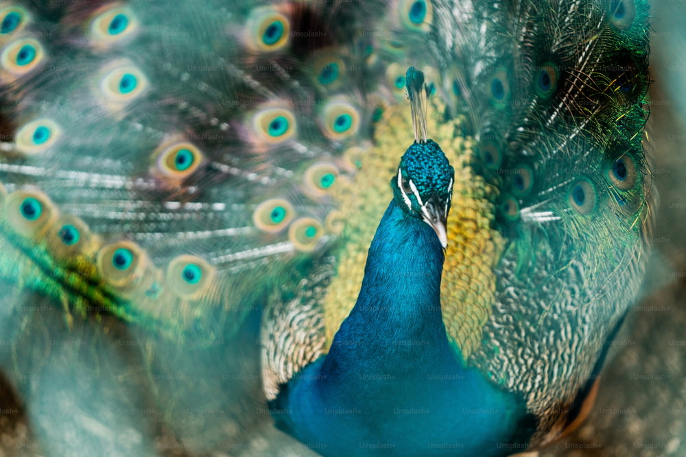 a close up of a peacock with its feathers spread out