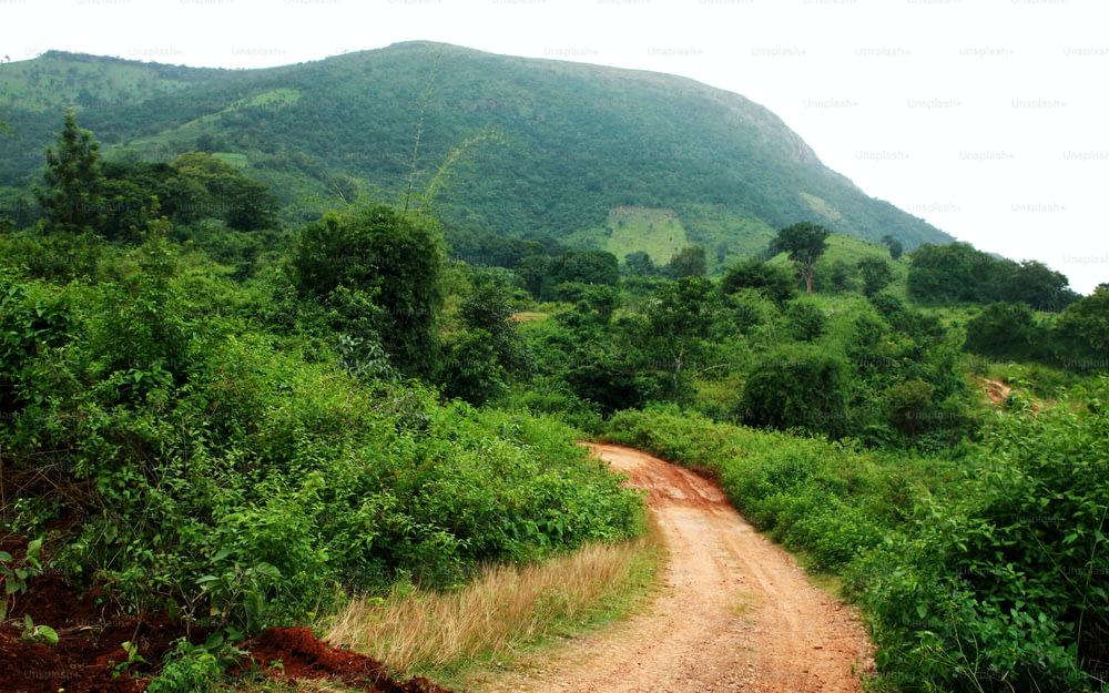 a dirt road in the middle of a lush green forest