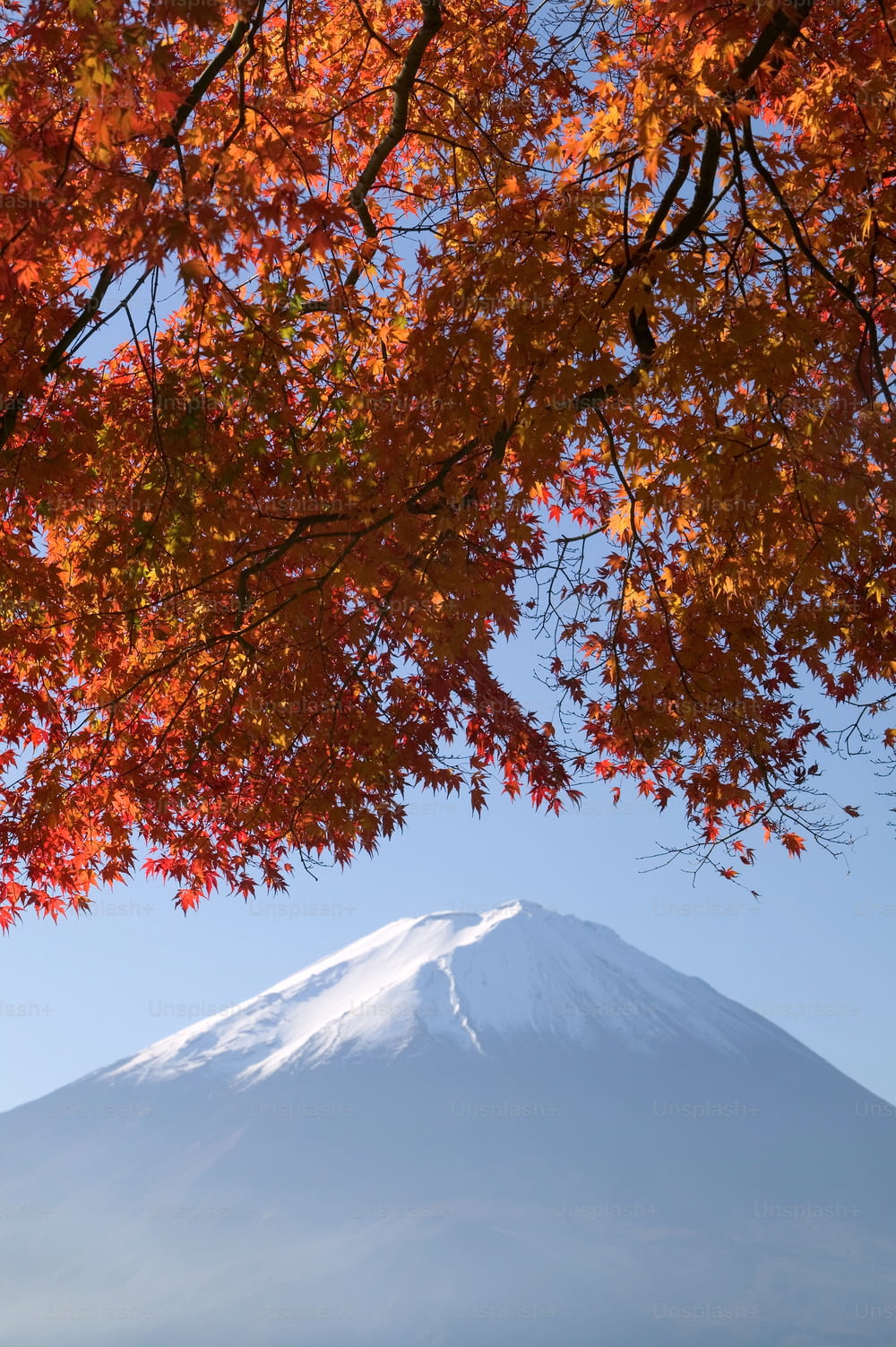 a tree with orange leaves and a mountain in the background
